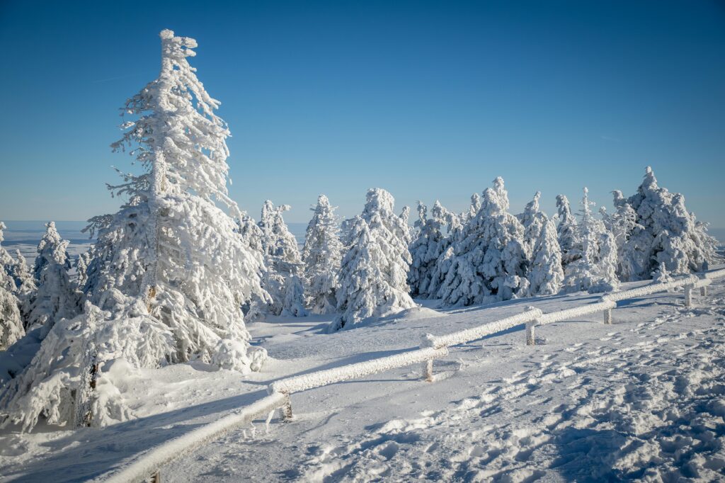 A breathtaking snowy landscape with frosted pine trees under a clear blue sky.